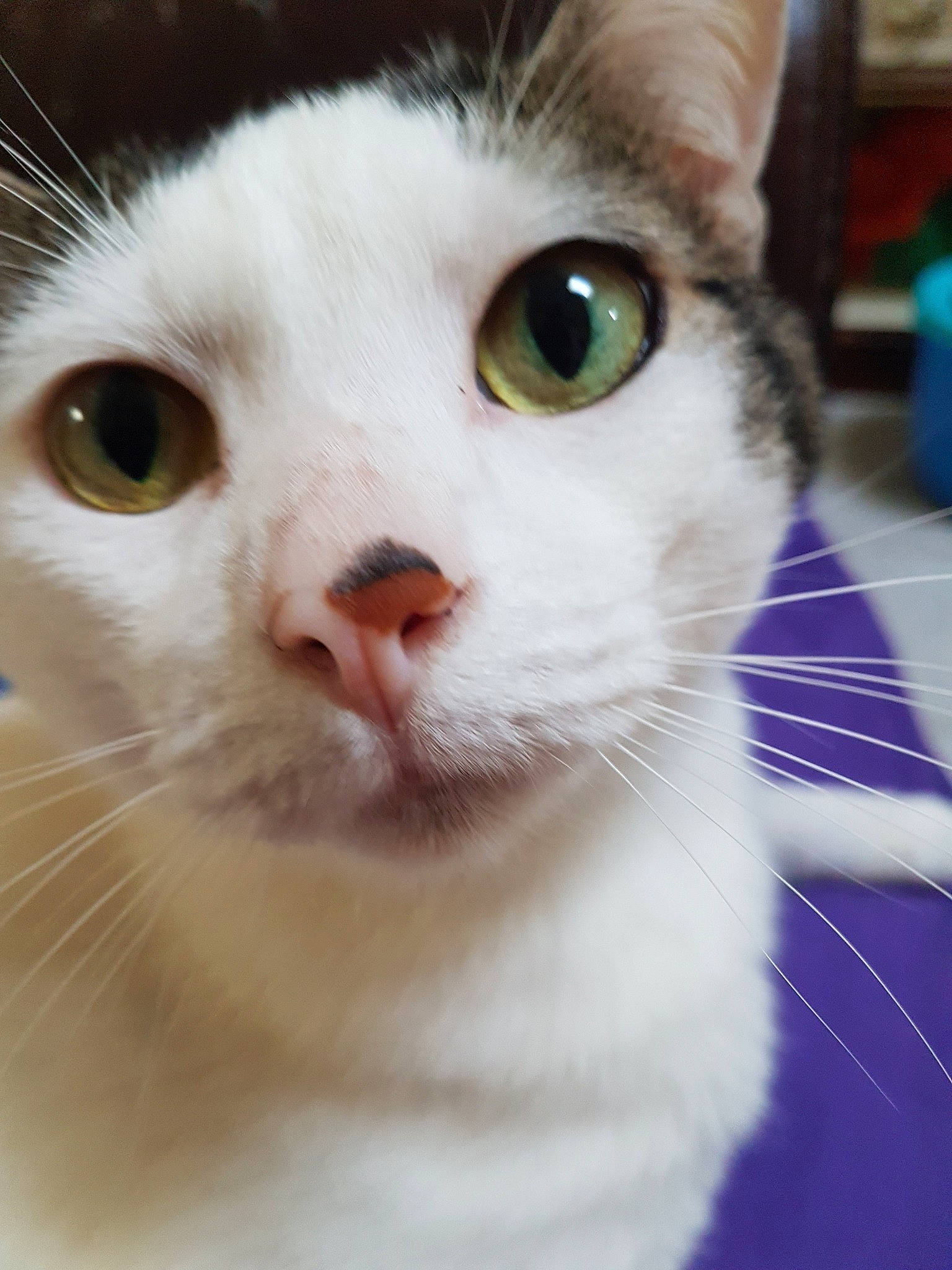 Felix a rejoint le concours — aidez-le/la à gagner de superbes lots ! aegean_cat, american_wirehair, asian, burmilla, carnivore, cat, close_up, domestic_short_haired_cat, ear, eye, felidae, fur, head, mammal, nose, singapura, small_to_medium_sized_cats, snout, turkish_van, whiskers