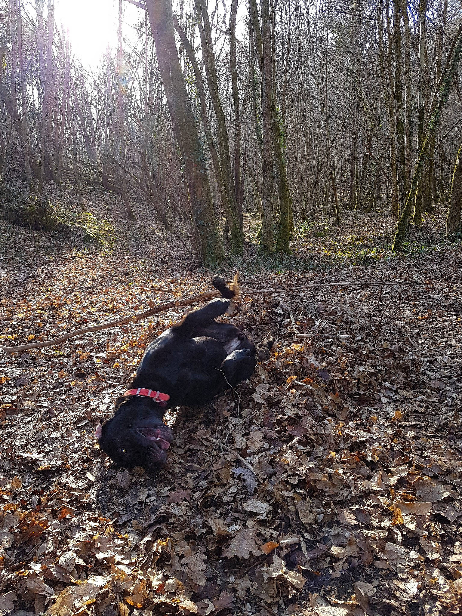 Ouchka participe au concours pour gagner de l'argent avec cette photo : adventure, autumn, canidae, dog_breed, forest, guard_dog, hunting_dog, leaf, plant, schipperke, soil, sporting_group, trail, tree, woodland