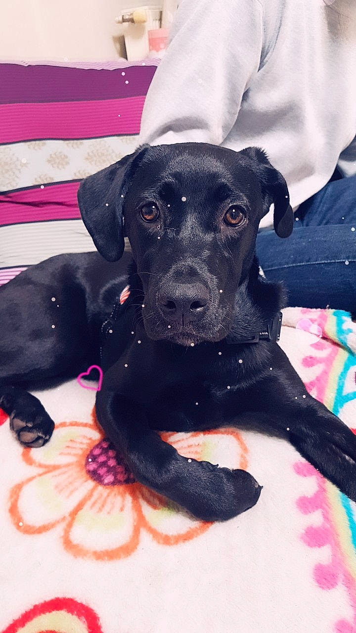 Ouchka participe au concours pour gagner de l'argent avec cette photo : beagador, borador, canidae, carnivore, dog, dog_breed, ear, fawn, great_dane, guard_dog, labrador_retriever, mammal, non_sporting_group, patterdale_terrier, puppy, rare_breed_dog, retriever, snout, sporting_group