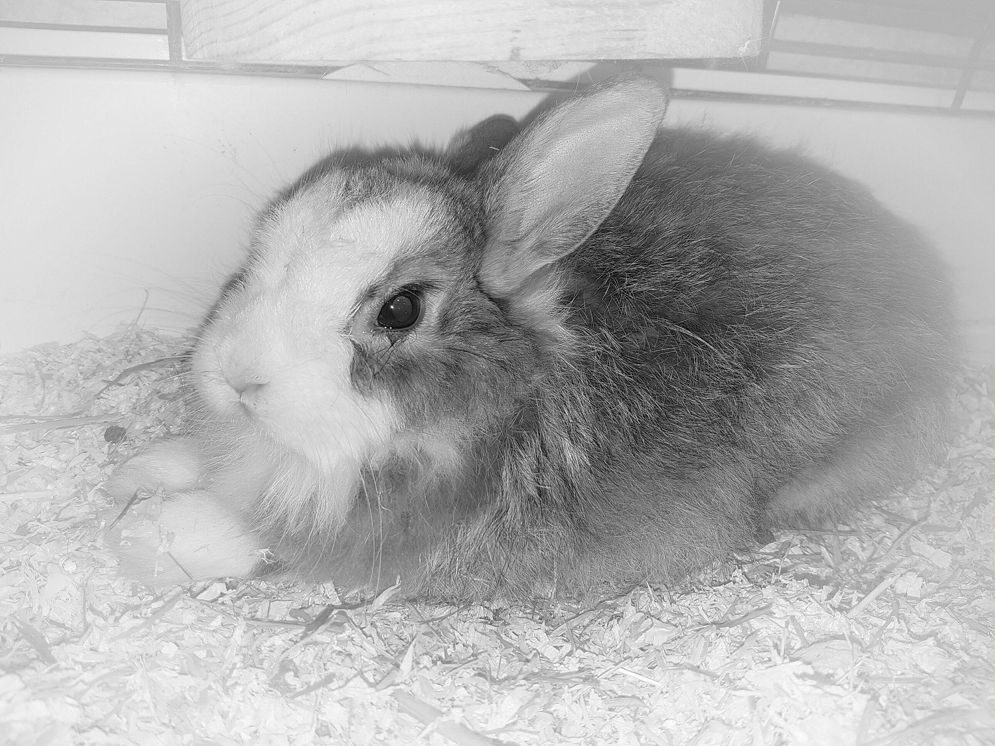 Elfi a rejoint le concours — aidez-le/la à gagner de superbes lots ! black_and_white, domestic_rabbit, ear, hare, monochrome, nose, rabbit, rabbits_and_hares, snout, snowshoe_hare, whiskers, wood_rabbit