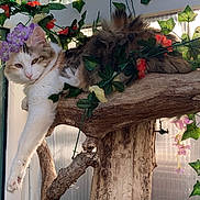 Bella a rejoint le concours — aidez-le/la à gagner de superbes lots ! cat, kitten, fluffy, long_hair, white_fur, brown_fur, tabby, animal, pet, sitting, lying_down, wooden_tree, cat_tree, flowers, plants, vines, indoor, portrait, looking_at_camera, nature
