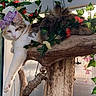 cat, kitten, fluffy, long_hair, white_fur, brown_fur, tabby, animal, pet, sitting, lying_down, wooden_tree, cat_tree, flowers, plants, vines, indoor, portrait, looking_at_camera, nature