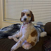 Gi Gi is registered to the contest to win money with this photo: animal, blanket, brown_and_white, collar, comfortable, couch, cozy, curly_fur, cute, dog, domestic, fur, home, indoor, looking, pet, portrait, sitting, tag, window_blinds