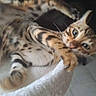 animal, bed, bengal_cat, blur, cat, curious, domestic, eyes, feline, fur, home, indoor, mischievous, motion, paws, pet, playful, soft, texture, whiskers