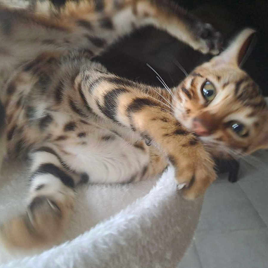 Aïko