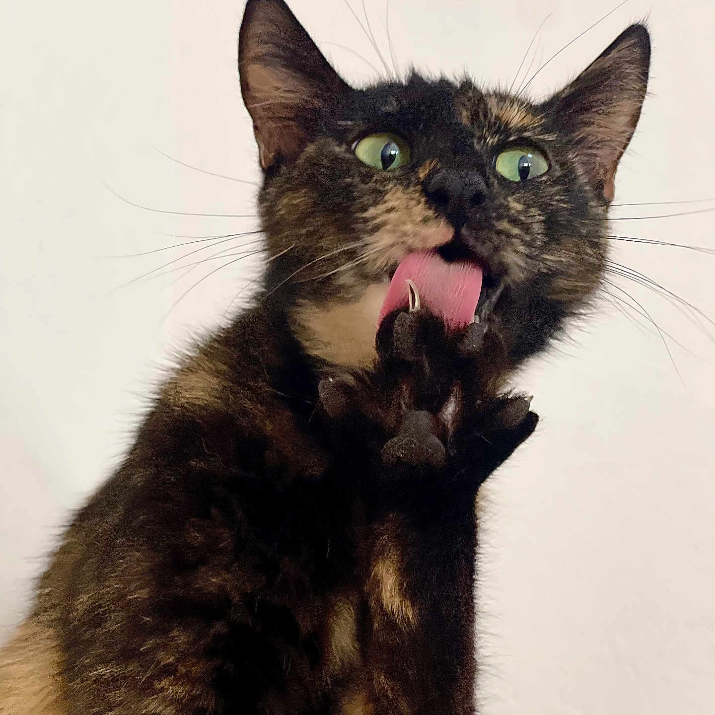 Thetis joined the competition — help win amazing prizes! animal, cat, claws, clean_background, closeup, cute, feline, fur, green_eyes, grooming, indoor, isolated, looking_up, mammal, paw, pet, playful, tongue, tortoiseshell, whiskers