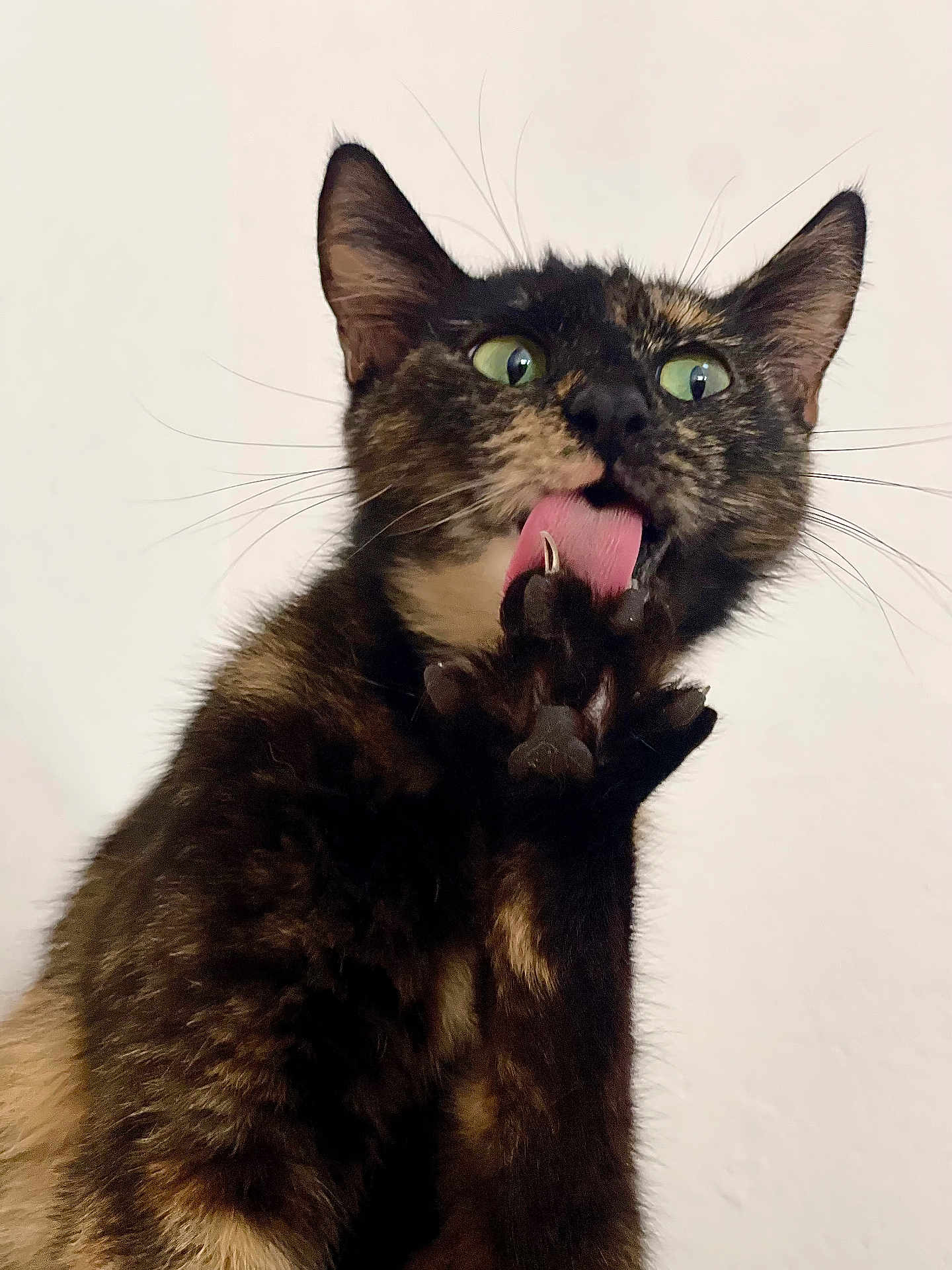Thetis joined the competition — help win amazing prizes! cat, tortoiseshell, tongue, paw, whiskers, grooming, pet, feline, animal, closeup, fur, green_eyes, claws, indoor, cute, playful, mammal, looking_up, isolated, clean_background
