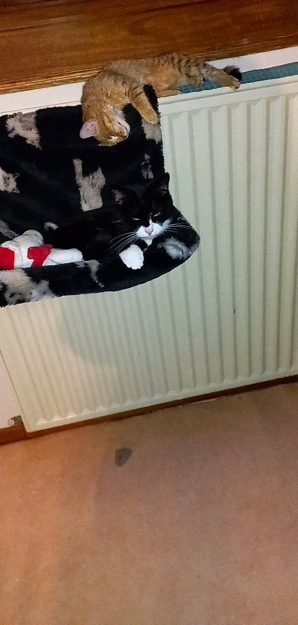 Apy a rejoint le concours — aidez-le/la à gagner de superbes lots ! carmine, cat, closet, felidae, floor, flooring, fur, hardwood, human_leg, laminate_flooring, linens, pattern, room, small_to_medium_sized_cats, sock, sportswear, stairs, tail, wood, wood_flooring