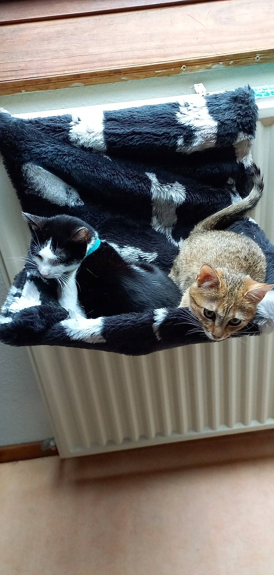 Erza participe au concours pour gagner de l'argent avec cette photo : canidae, carnivore, cat, cat_supply, chair, claw, comfort, domestic_short_haired_cat, felidae, fur, linens, room, small_to_medium_sized_cats, tail, textile, whiskers, window, wood