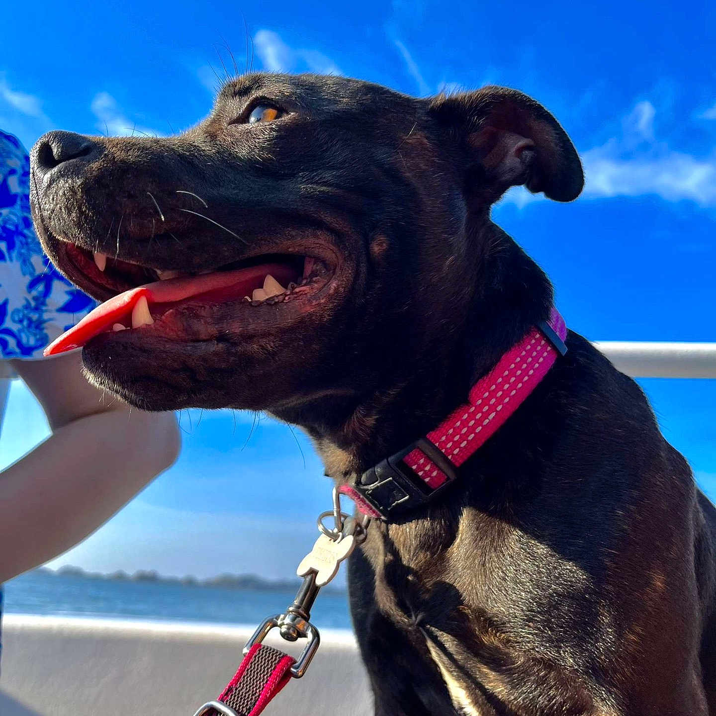 Thiris participe au concours pour gagner de l'argent avec cette photo : accessories, animal, beach, boxer, bulldog, canine, coast, dog, face, leash, nature, outdoors, pet, puppy, sea, shoreline, sky, strap, summer, water