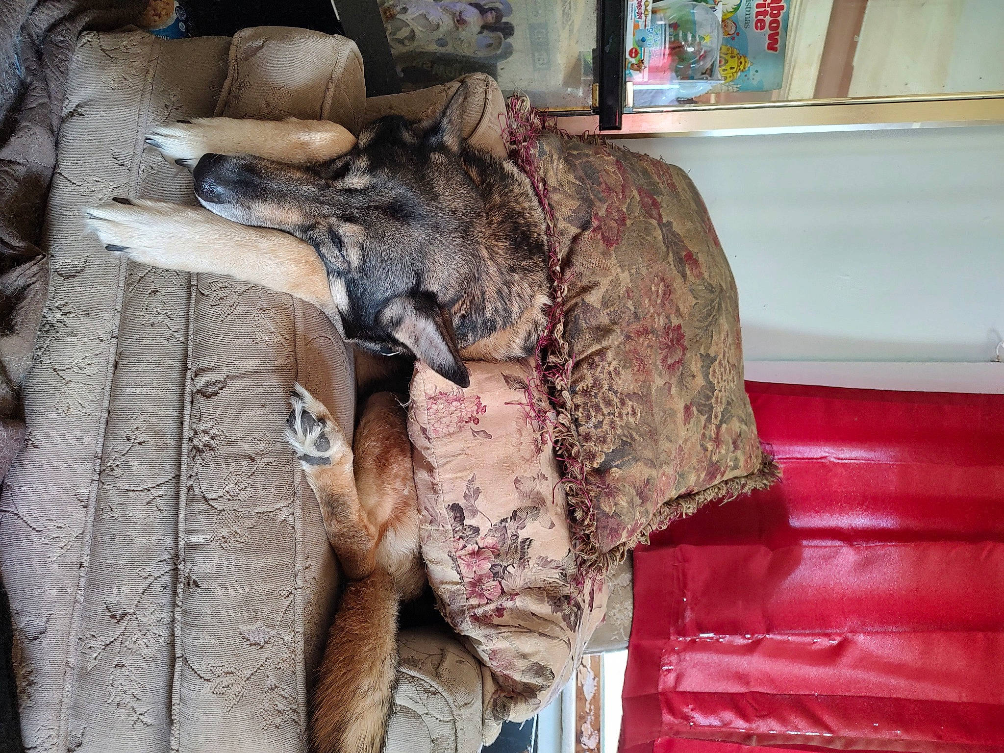 Sadie is registered to the contest to win money with this photo: carpet, comfort, couch, flesh, flooring, fur, linens, picture_frame, room, sporting_group, textile, tree, window, wood, working_animal