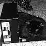 Salem is registered to the contest to win money with this photo: