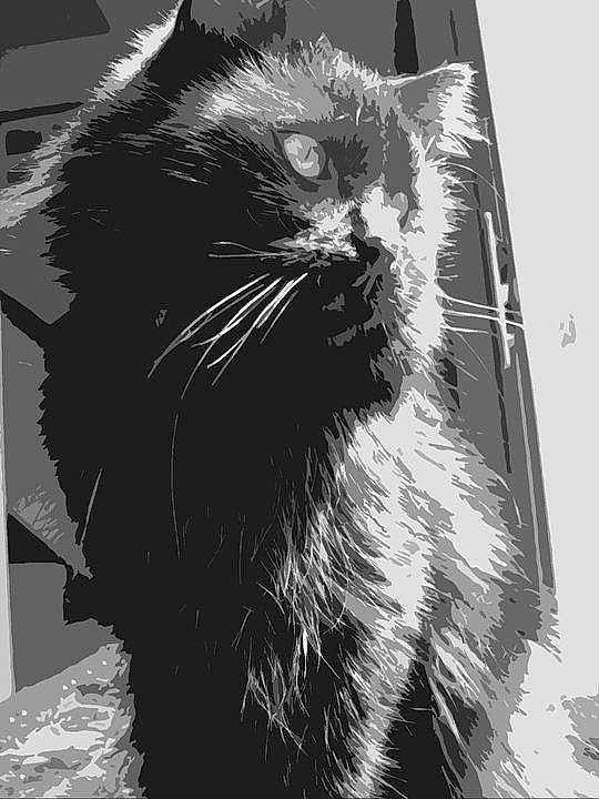 Salem