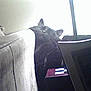 Salem is registered to the contest to win money with this photo: