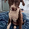 dog, puppy, brown_and_white, floppy_ears, sitting, portrait, pet, animal, indoors, bed, blue_blanket, white_chest, white_paws, facial_marking, short_fur, front_facing, looking_at_camera, cute, home, photography