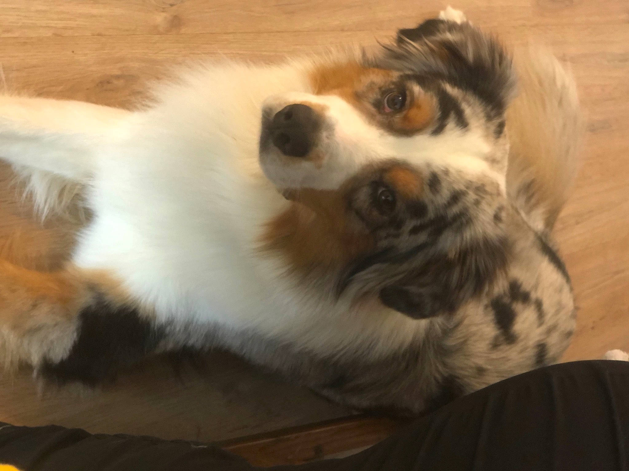 Rocky a rejoint le concours — aidez-le/la à gagner de superbes lots ! bored, carnivore, companion_dog, dog, dog_breed, fur, herding_dog, king_charles_spaniel, non_sporting_group, snout, terrestrial_animal, toy_dog, whiskers, working_animal, working_dog