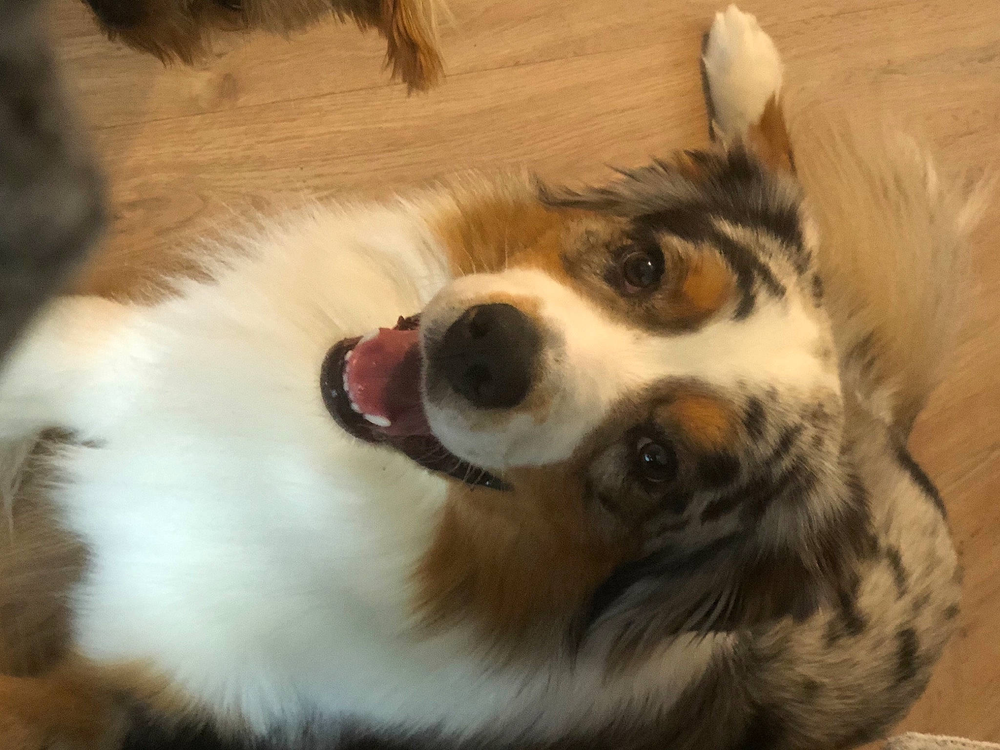 Rocky participe au concours pour gagner de l'argent avec cette photo : canidae, carnivore, companion_dog, dog, dog_breed, fawn, fur, herding_dog, miniature_australian_shepherd, paw, snout, sporting_group, terrestrial_animal, whiskers, working_animal, working_dog