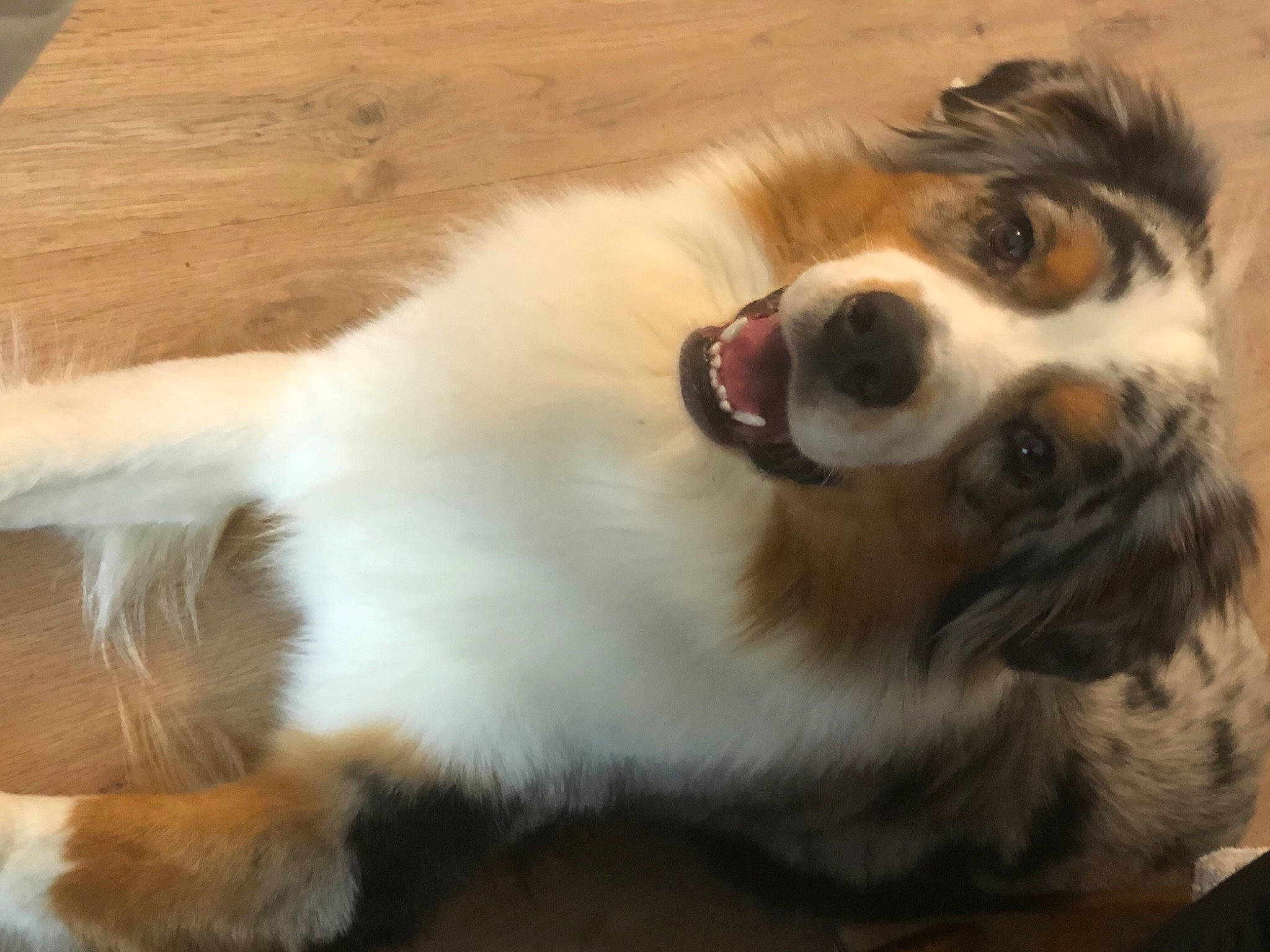 Rocky a rejoint le concours — aidez-le/la à gagner de superbes lots ! canidae, carnivore, companion_dog, dog, dog_breed, fawn, fur, hardwood, herding_dog, mammal, paw, snout, sporting_group, terrestrial_animal, vertebrate, whiskers, wood, wood_stain, working_animal, working_dog