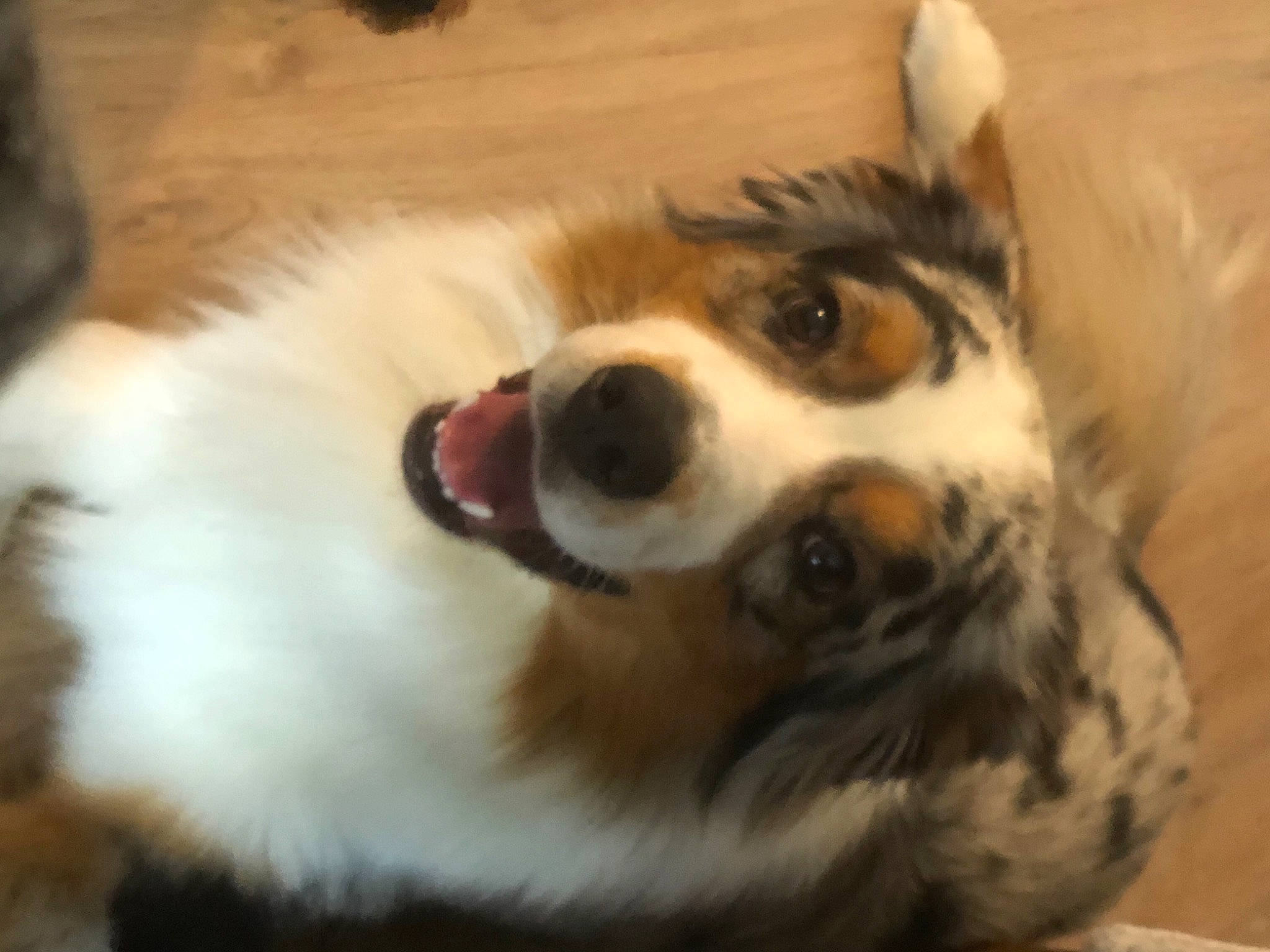 Rocky a rejoint le concours — aidez-le/la à gagner de superbes lots ! canidae, carnivore, companion_dog, dog, dog_breed, fang, fawn, fur, hardwood, herding_dog, miniature_australian_shepherd, non_sporting_group, paw, snout, sporting_group, terrestrial_animal, vertebrate, whiskers, working_animal, working_dog