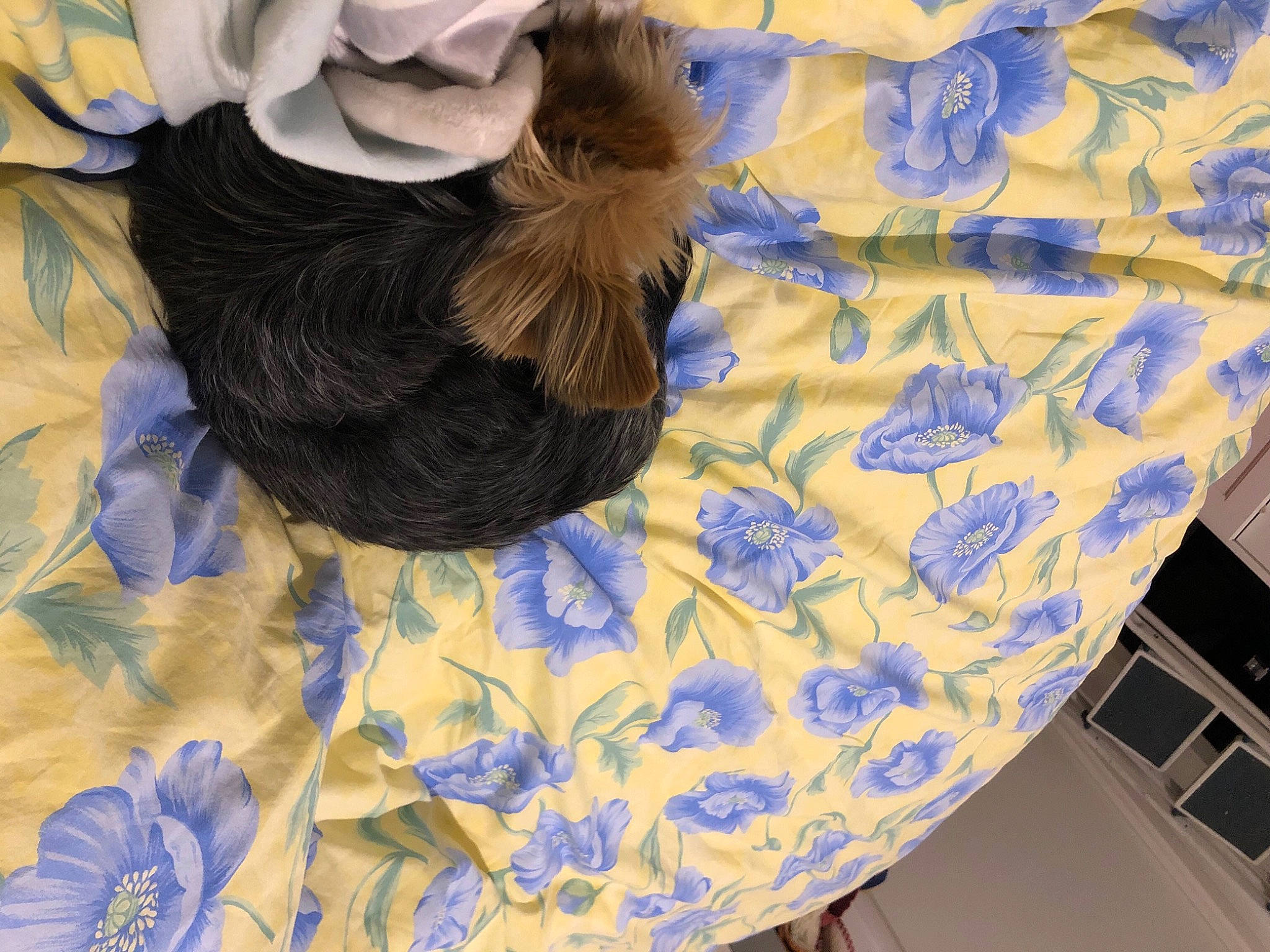 Poupy participe au concours pour gagner de l'argent avec cette photo : azure, bed_sheet, bedding, blue, chair, comfort, companion_dog, electric_blue, floor, flooring, linens, pattern, petal, plant, purple, room, tablecloth, textile, white, wood