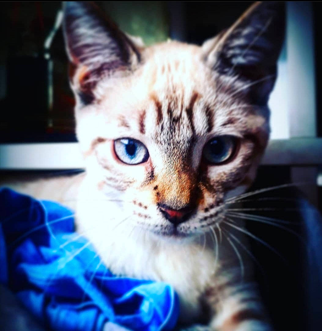 Orion a rejoint le concours — aidez-le/la à gagner de superbes lots ! aegean_cat, american_wirehair, asian, carnivore, cat, domestic_short_haired_cat, ear, egyptian_mau, european_shorthair, eye, felidae, kitten, mammal, nose, sky, small_to_medium_sized_cats, snout, tabby_cat, vertebrate, whiskers