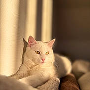 Titi participe au concours pour gagner de l'argent avec cette photo : abyssinian, angora, animal, armchair, blanket, cat, chair, couch, furniture, kitten, manx, pet, siamese, white