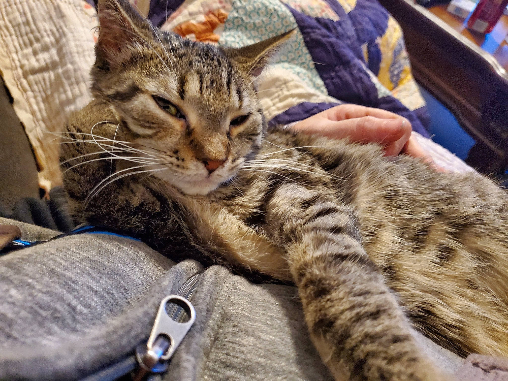 Louise joined the competition — help win amazing prizes! carnivore, cat, chair, claw, comfort, domestic_short_haired_cat, felidae, fur, paw, sitting, small_to_medium_sized_cats, snout, terrestrial_animal, whiskers