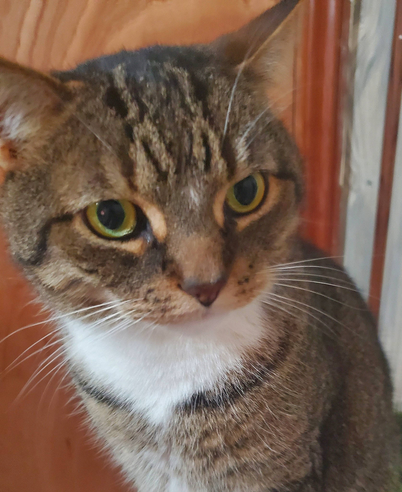 Doodle is registered to the contest to win money with this photo: carnivore, cat, domestic_short_haired_cat, door, eye, felidae, fur, hair, head, small_to_medium_sized_cats, snout, terrestrial_animal, whiskers, wildlife