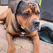 Fendi participe au concours pour gagner de l'argent avec cette photo : animal, black_hat, brown_dog, canine, close_up, daylight, dog, ears, fur, garden, outdoor, patio, pavement, paw, pet, quiet, relaxed, resting, snout, wicker_furniture