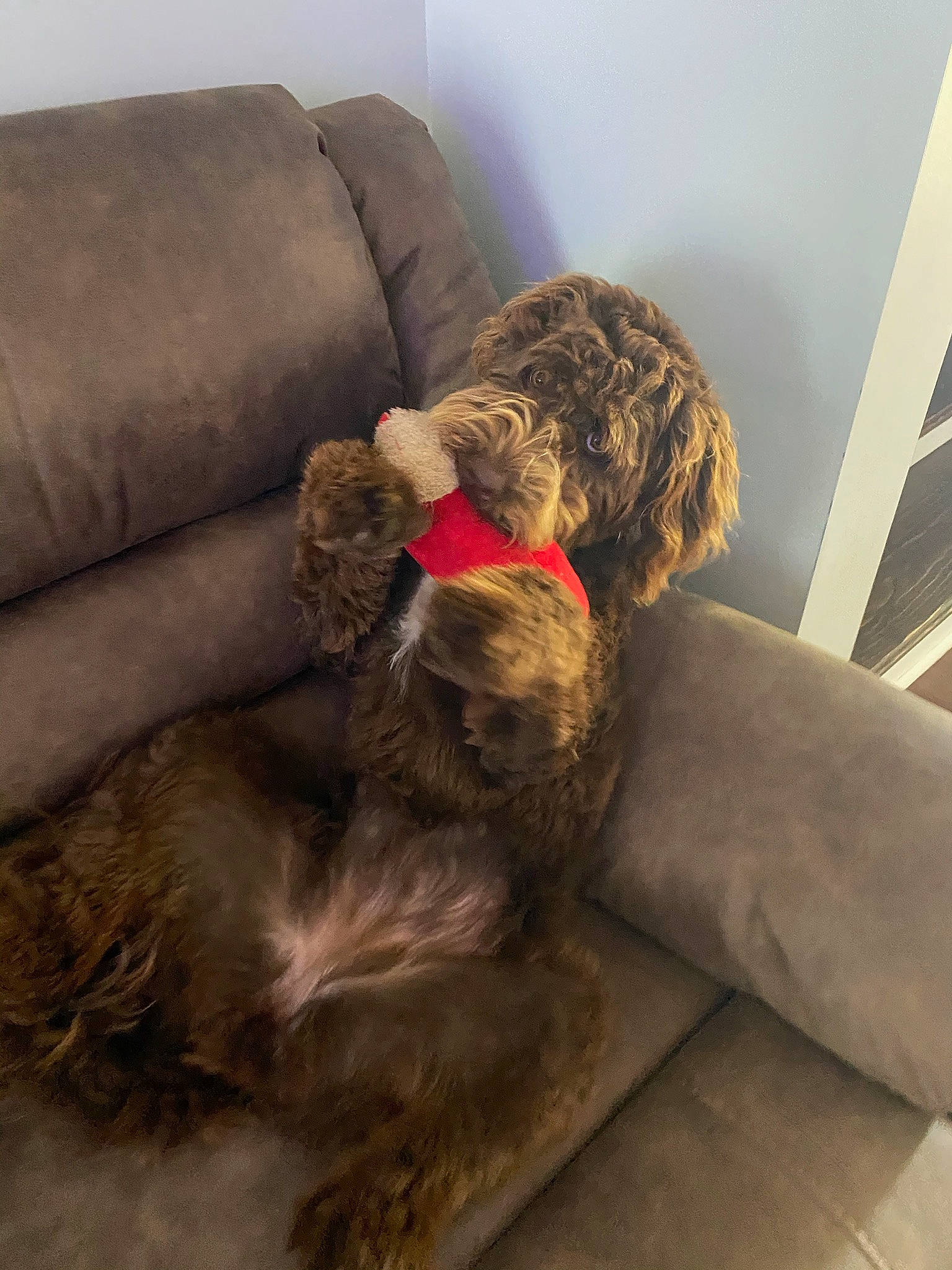 Coco Elizabeth joined the competition — help win amazing prizes! canidae, carnivore, comfort, companion_dog, couch, dog, dog_breed, fawn, flooring, fur, liver, non_sporting_group, pet_supply, poodle, room, sleeper_chair, sporting_group, studio_couch, water_dog, working_animal