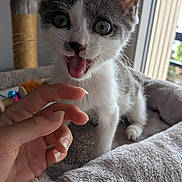 Yuna a rejoint le concours — aidez-le/la à gagner de superbes lots ! animal, cat, cat_tree, claws, closeup, cute, domestic_animal, feline, fur, gray_and_white, hand, happy, indoor, kitten, paw, pet, playful, whiskers, window, young_cat
