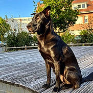 Lya a rejoint le concours — aidez-le/la à gagner de superbes lots ! dog, black_dog, outdoor, daylight, wooden_deck, tree, building, sky, sunlight, pet, canine, sitting, nature, urban, side_view, alert, shadow, fur, quiet, calm