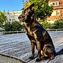 dog, black_dog, outdoor, daylight, wooden_deck, tree, building, sky, sunlight, pet, canine, sitting, nature, urban, side_view, alert, shadow, fur, quiet, calm