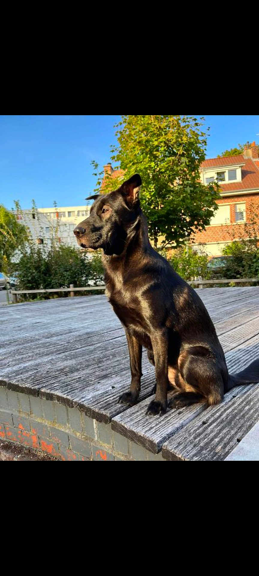 Lya a rejoint le concours — aidez-le/la à gagner de superbes lots ! dog, black_dog, outdoor, daylight, wooden_deck, tree, building, sky, sunlight, pet, canine, sitting, nature, urban, side_view, alert, shadow, fur, quiet, calm
