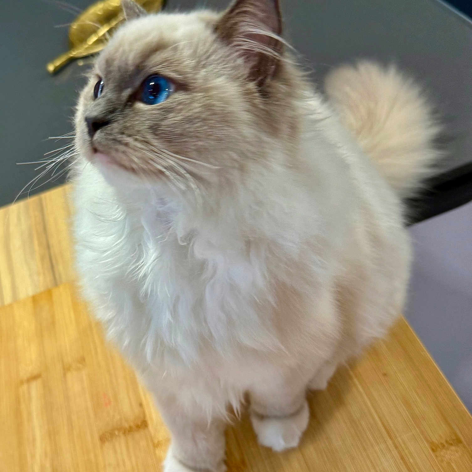 Yoda a rejoint le concours — aidez-le/la à gagner de superbes lots ! angora, animal, art, cat, hardwood, indoors, interiordesign, kitten, manx, pet, plywood, porcelain, pottery, siamese, stainedwood, wood