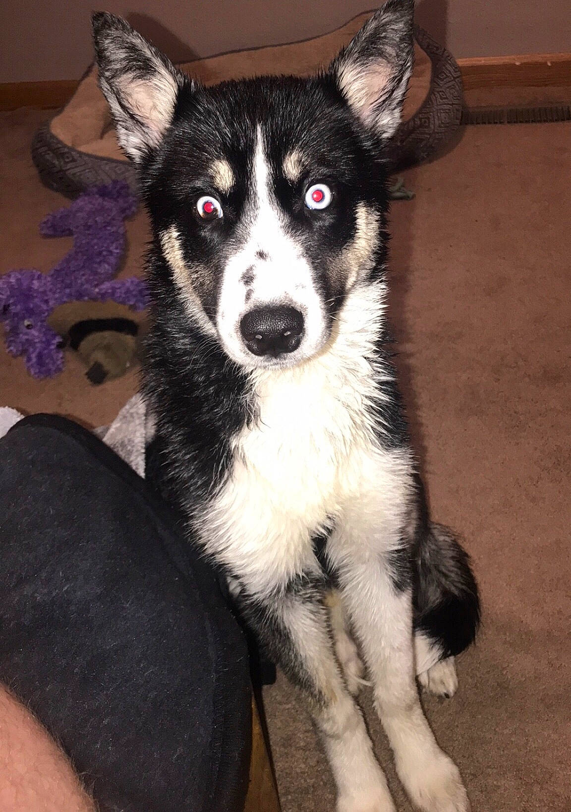 Athena joined the competition — help win amazing prizes! canidae, carnivore, companion_dog, dog, dog_breed, fur, herding_dog, non_sporting_group, snout, sporting_group, terrestrial_animal, whiskers, working_animal, working_dog