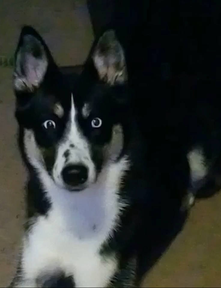 Athena joined the competition — help win amazing prizes! art, border_collie, carnivore, companion_dog, dog, dog_breed, fur, herding_dog, non_sporting_group, snout, sporting_group, terrestrial_animal, whiskers, working_animal, working_dog