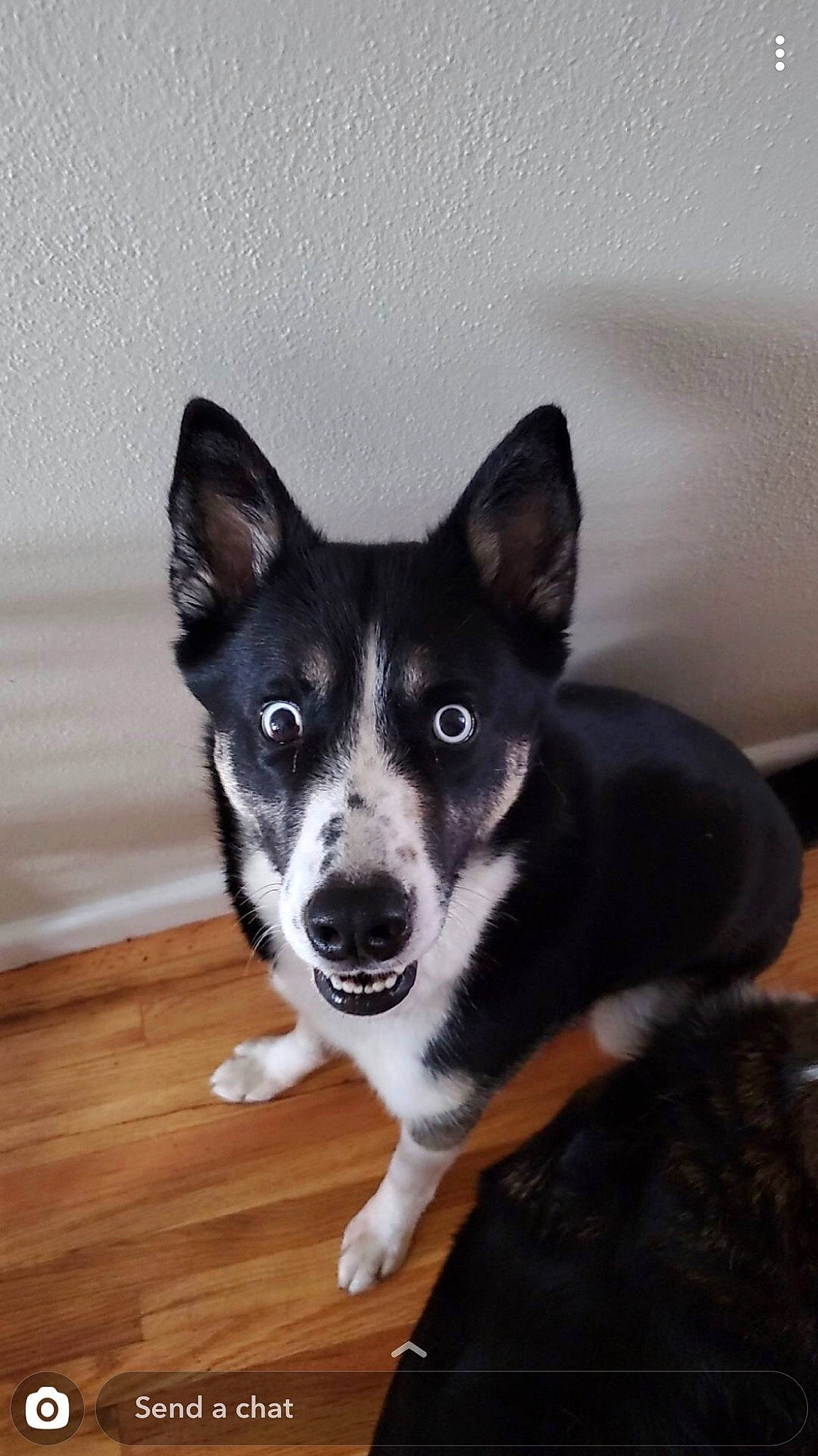 Athena is registered to the contest to win money with this photo: ancient_dog_breeds, canidae, carnivore, companion_dog, dog, dog_breed, flooring, fur, hardwood, herding_dog, non_sporting_group, puppy, snout, sporting_group, tail, terrestrial_animal, whiskers, wood, working_animal, working_dog