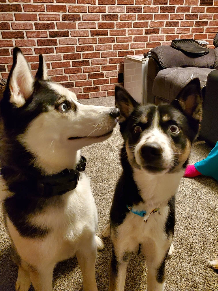 Athena joined the competition — help win amazing prizes! brick, brickwork, canidae, carnivore, collar, companion_dog, dog, dog_breed, dog_collar, fashion_accessory, fur, plant, siberian_husky, sled_dog, snout, sporting_group, table, whiskers, window, working_animal