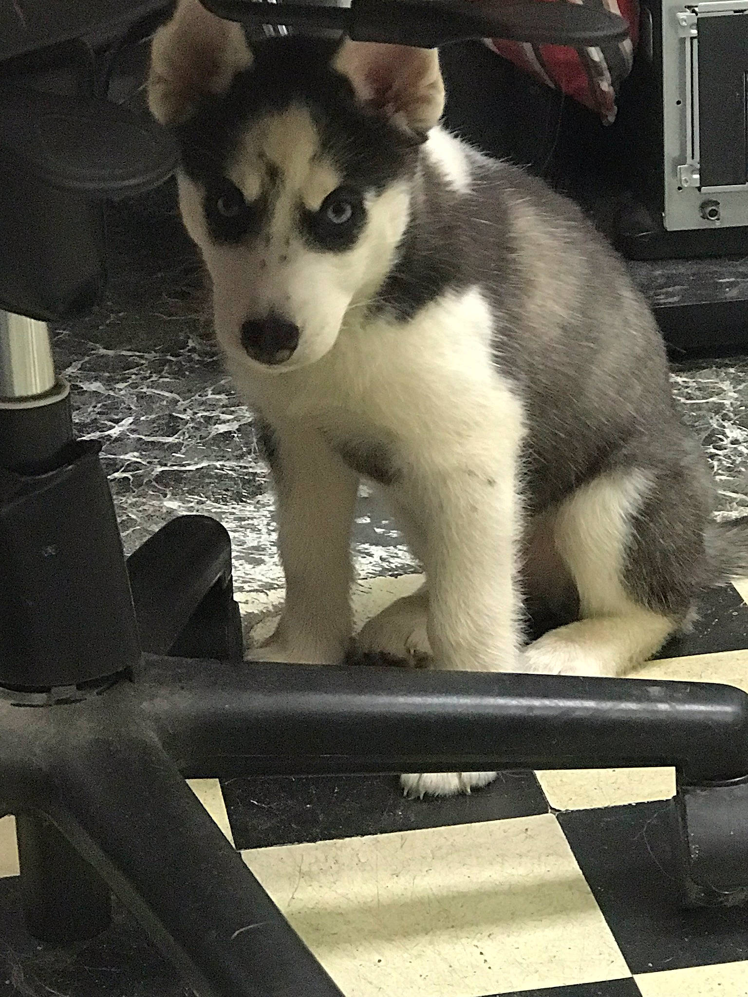 Luna joined the competition — help win amazing prizes! carnivore, companion_dog, dog, dog_breed, domestic_short_haired_cat, felidae, fur, gas, metal, monochrome, monochrome_photography, paw, small_to_medium_sized_cats, snapshot, snout, terrestrial_animal, whiskers, white, wildlife, working_animal