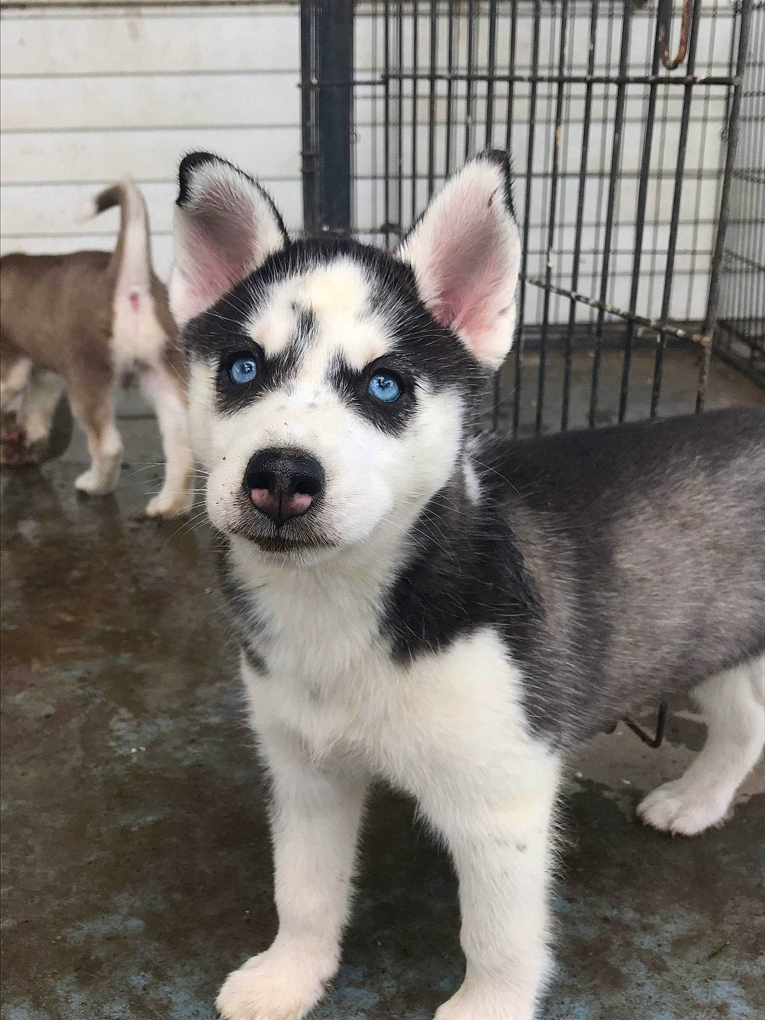 Luna joined the competition — help win amazing prizes! ancient_dog_breeds, animal_shelter, carnivore, companion_dog, dog, dog_breed, fence, fur, non_sporting_group, paw, puppy, siberian_husky, sled_dog, snout, sporting_group, tail, terrestrial_animal, whiskers, working_animal, working_dog