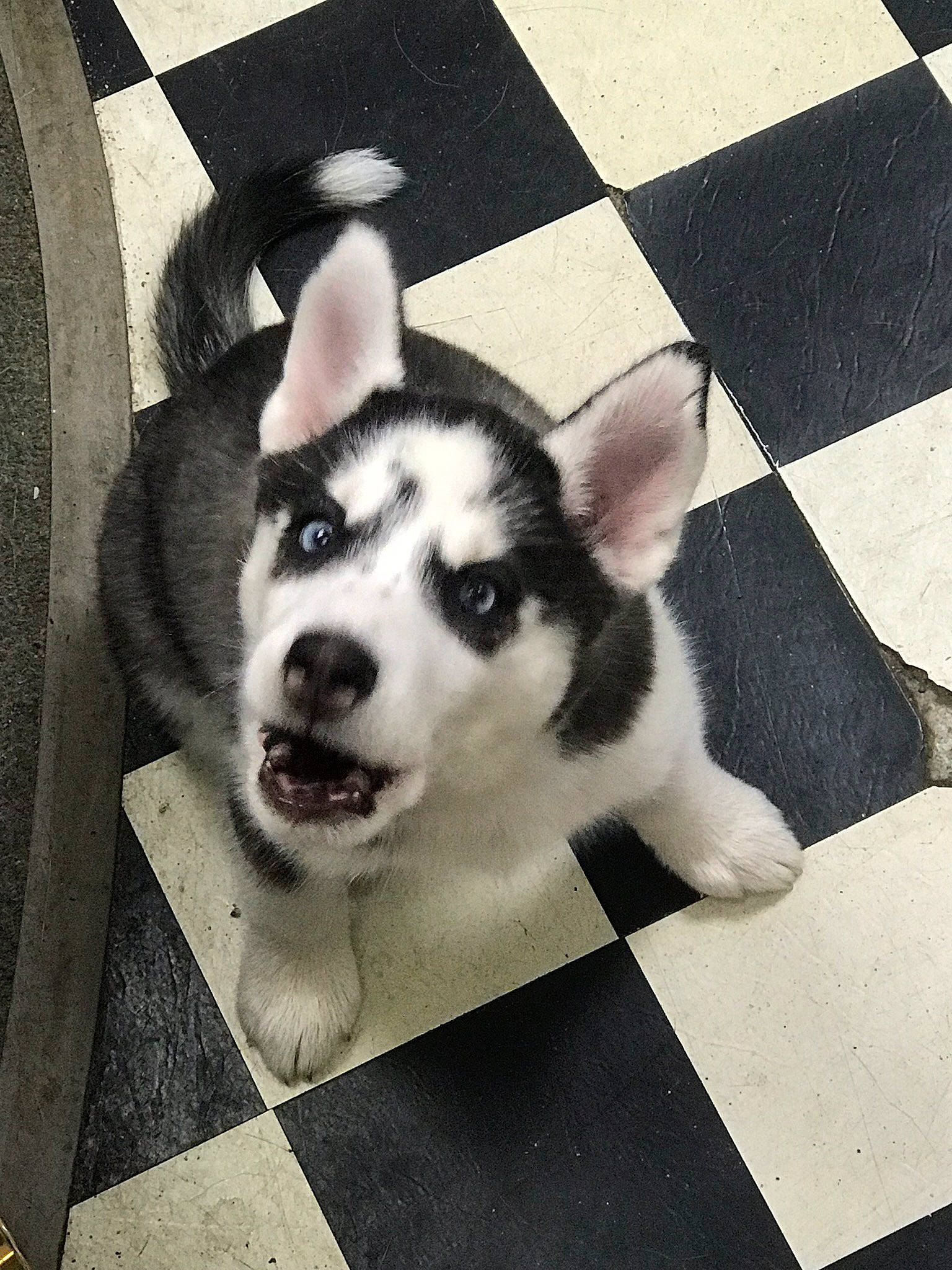 Luna joined the competition — help win amazing prizes! black_and_white, carnivore, companion_dog, dog, dog_breed, floor, flooring, happy, herding_dog, monochrome, monochrome_photography, siberian_husky, sled_dog, sporting_group, square, style, tail, tints_and_shades, whiskers, working_animal