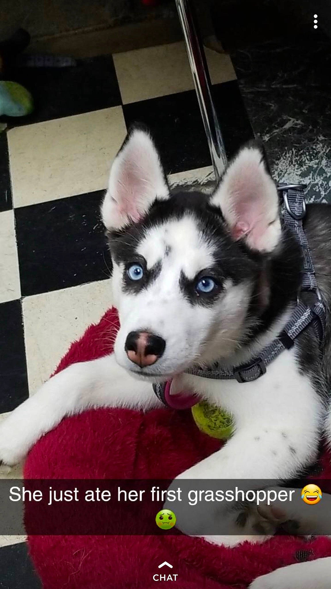 Luna is registered to the contest to win money with this photo: ancient_dog_breeds, canidae, carnivore, companion_dog, dog, dog_breed, flooring, font, fur, non_sporting_group, pattern, pet_supply, photo_caption, photography, siberian_husky, sled_dog, sporting_group, square, working_animal, working_dog