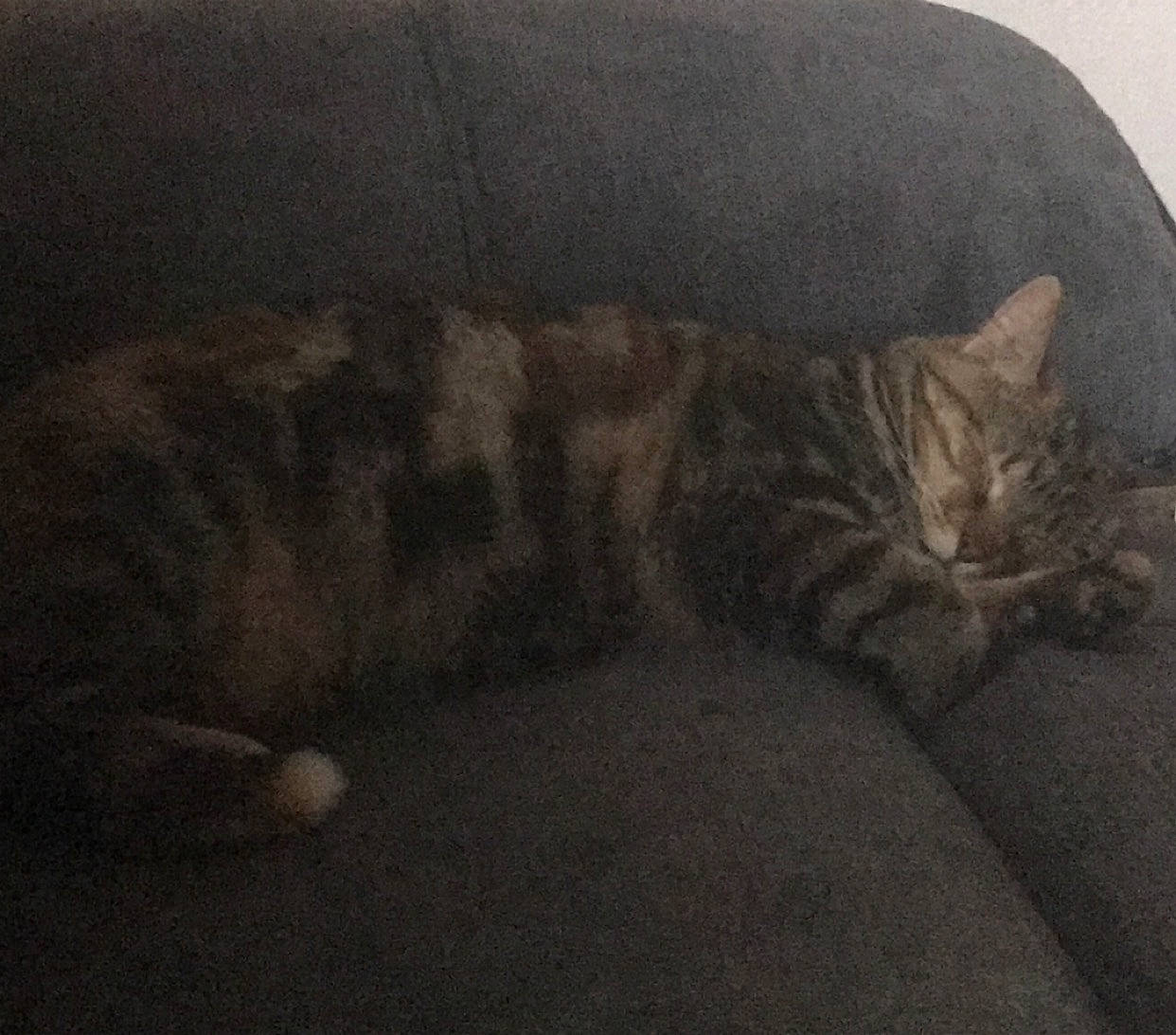 Latte joined the competition — help win amazing prizes! carnivore, cat, claw, comfort, domestic_short_haired_cat, felidae, fur, grey, nap, paw, sand, sleep, small_to_medium_sized_cats, snout, tail, terrestrial_animal, whiskers, wood