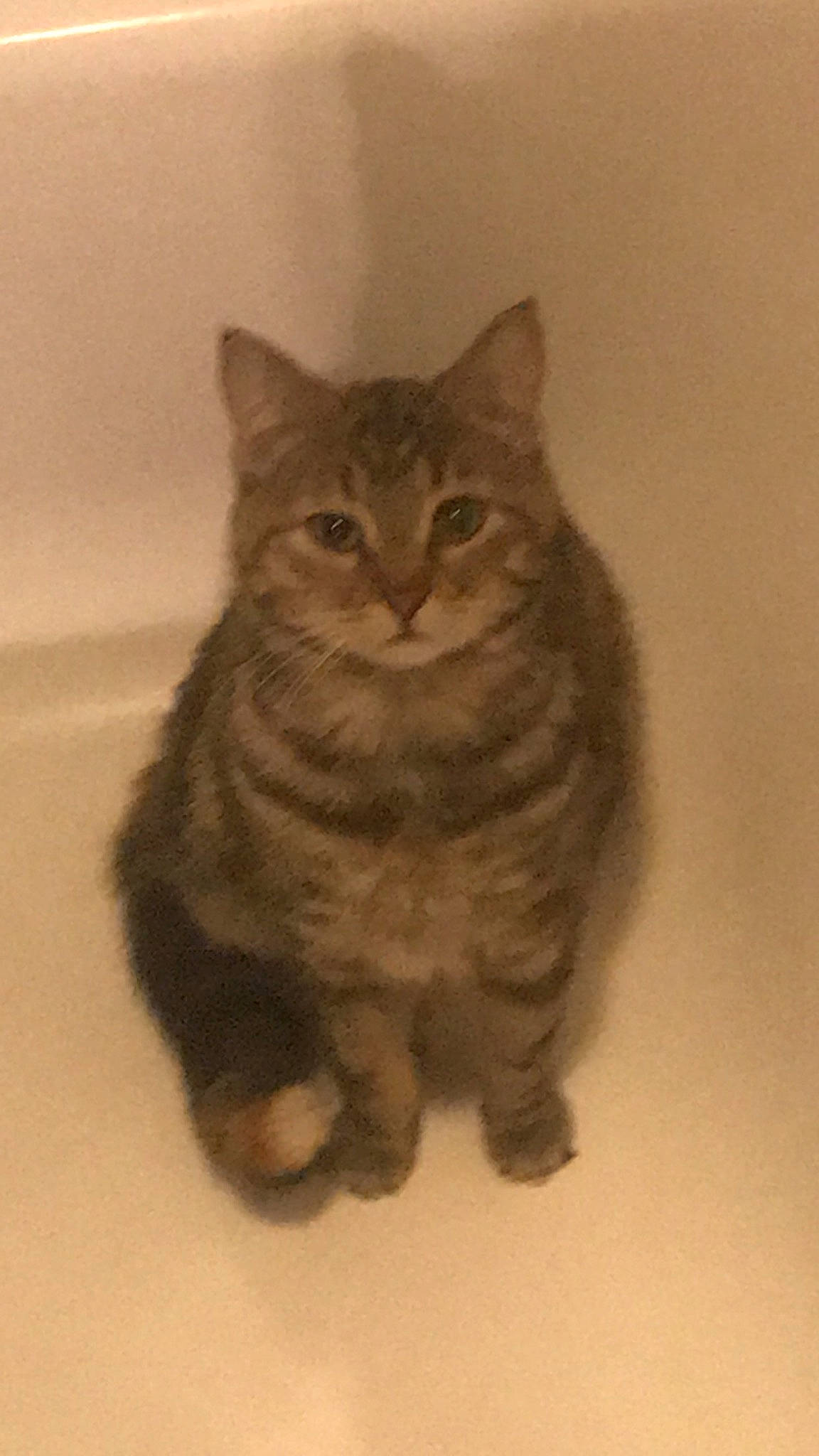 Latte joined the competition — help win amazing prizes! art, carnivore, cat, claw, domestic_short_haired_cat, drawing, eye, felidae, fur, gesture, illustration, pattern, paw, small_to_medium_sized_cats, snout, tail, terrestrial_animal, whiskers, window, wood