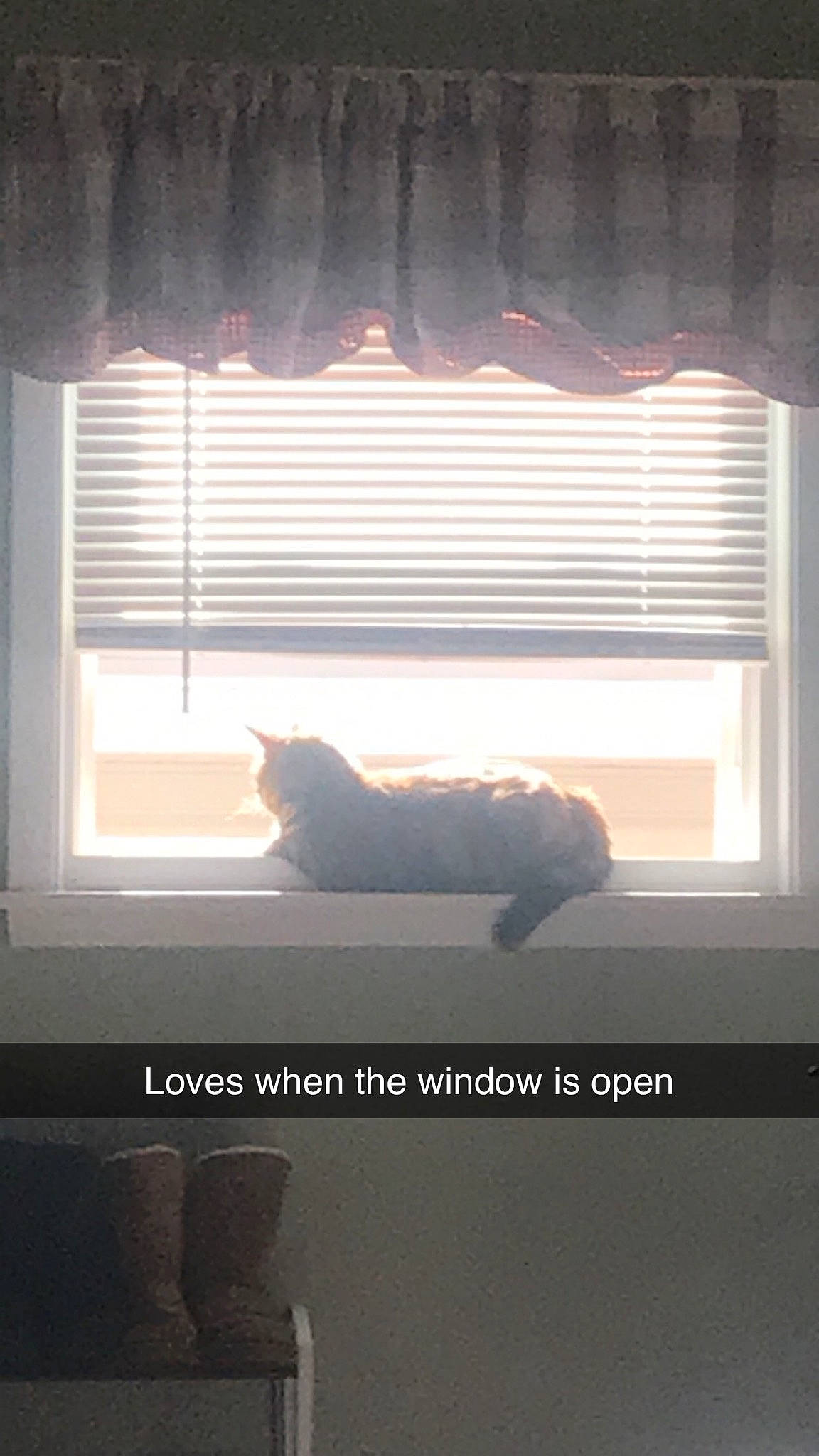 Latte joined the competition — help win amazing prizes! black, carnivore, cat, comfort, curtain, felidae, interior_design, light, line, shade, small_to_medium_sized_cats, sunlight, tail, tints_and_shades, whiskers, window, window_blind, window_covering, window_treatment, wood