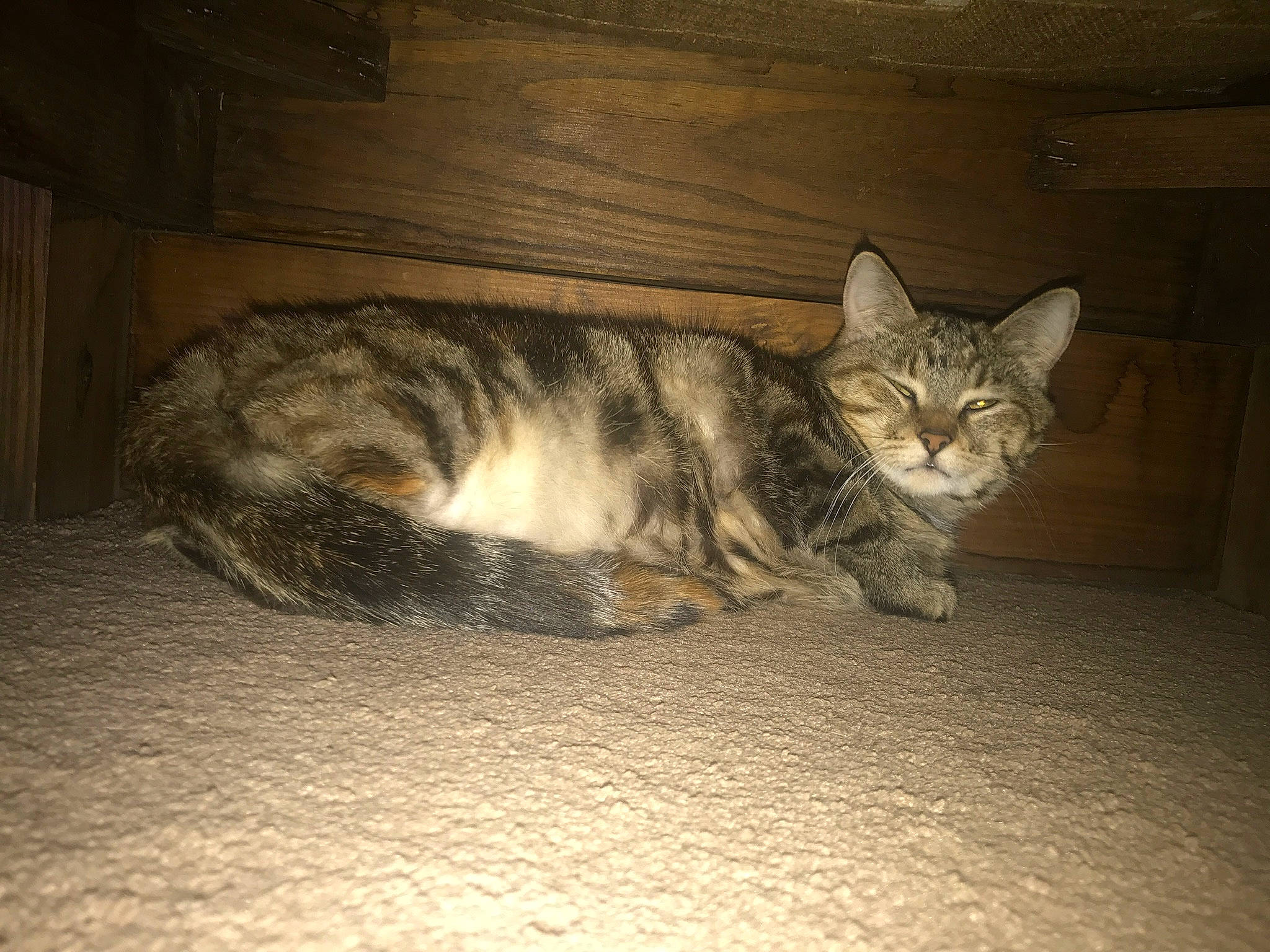 Latte joined the competition — help win amazing prizes! art, carnivore, cat, comfort, darkness, domestic_short_haired_cat, fawn, felidae, flooring, fur, grey, night, paw, sky, small_to_medium_sized_cats, snout, tail, terrestrial_animal, whiskers, wood