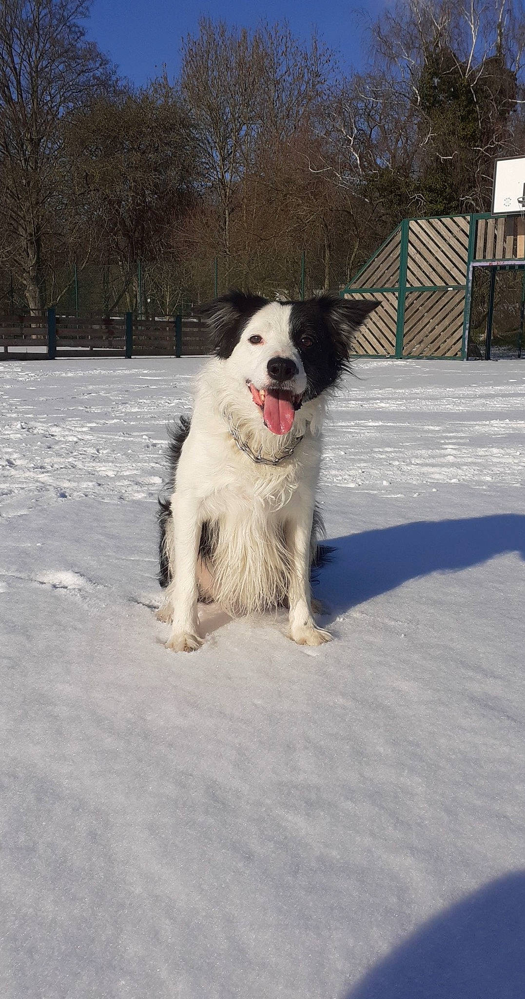 Lobo a rejoint le concours — aidez-le/la à gagner de superbes lots ! border_collie, canidae, carnivore, companion_dog, dog, dog_breed, freezing, fur, herding_dog, paw, snout, snow, sporting_group, winter, working_dog