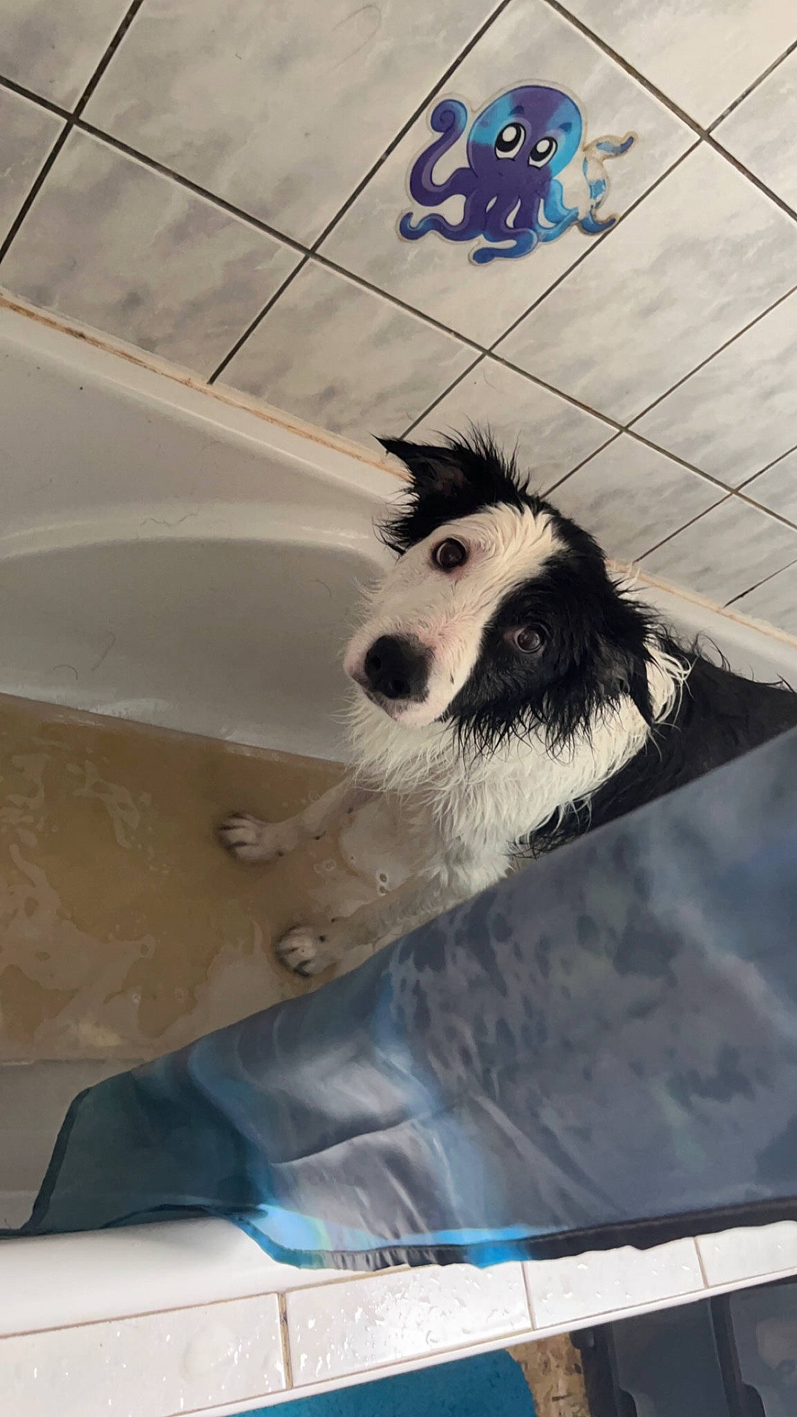 Lobo participe au concours pour gagner de l'argent avec cette photo : automotive_exterior, blue, canidae, carnivore, companion_dog, dog, dog_breed, dog_supply, flooring, fur, hood, snout, sporting_group, toy_dog, vehicle_door, whiskers, window, windscreen_wiper, windshield, working_animal