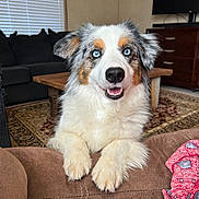 Cooper joined the competition — help win amazing prizes! animal, australian_shepherd, blue_eyes, canine, carpet, couch, dog, domestic, ears, fur, furniture, happy, indoor, living_room, nose, pet, smiling, table, television, wood
